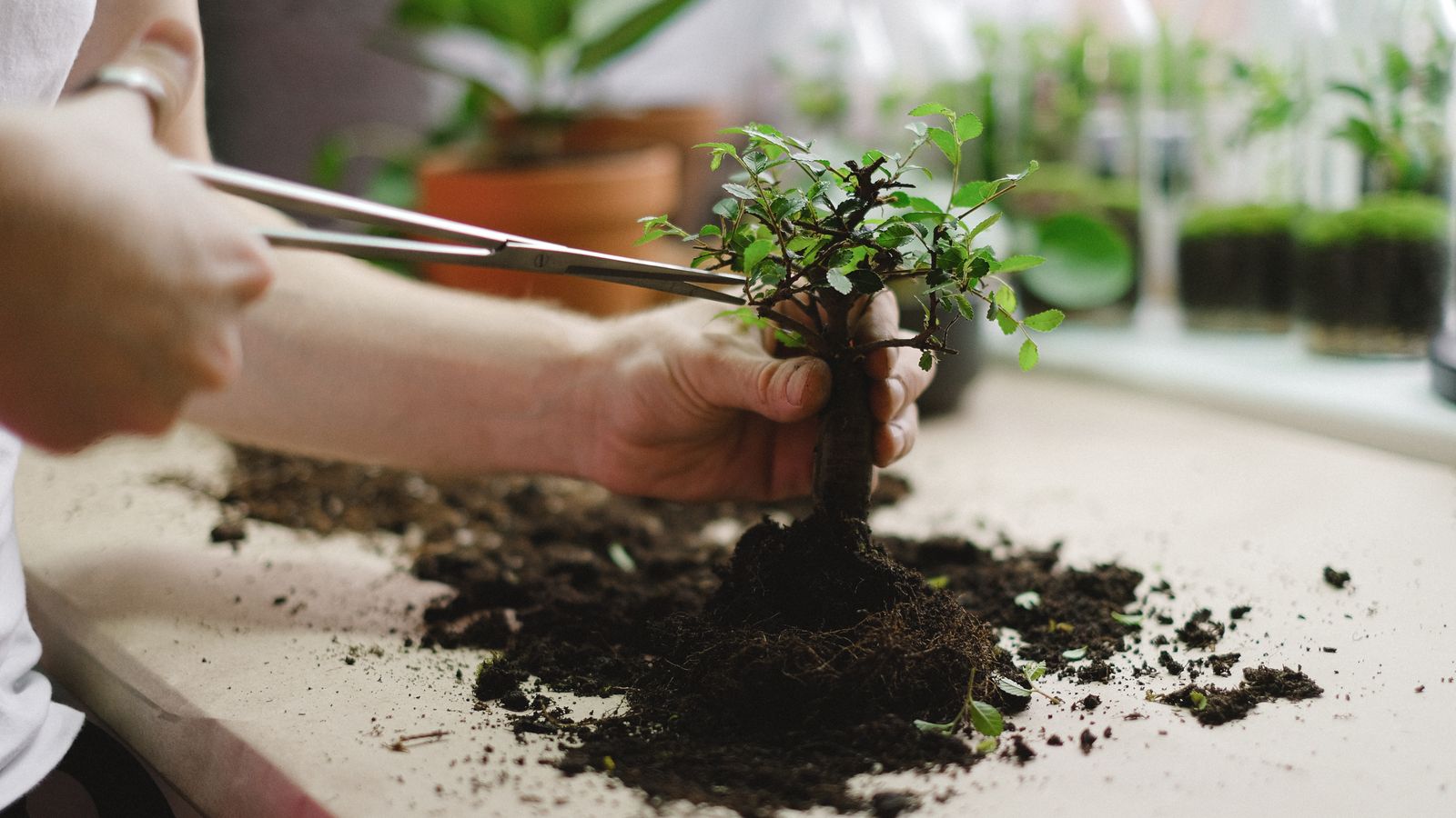 Bonsai Care Workshop