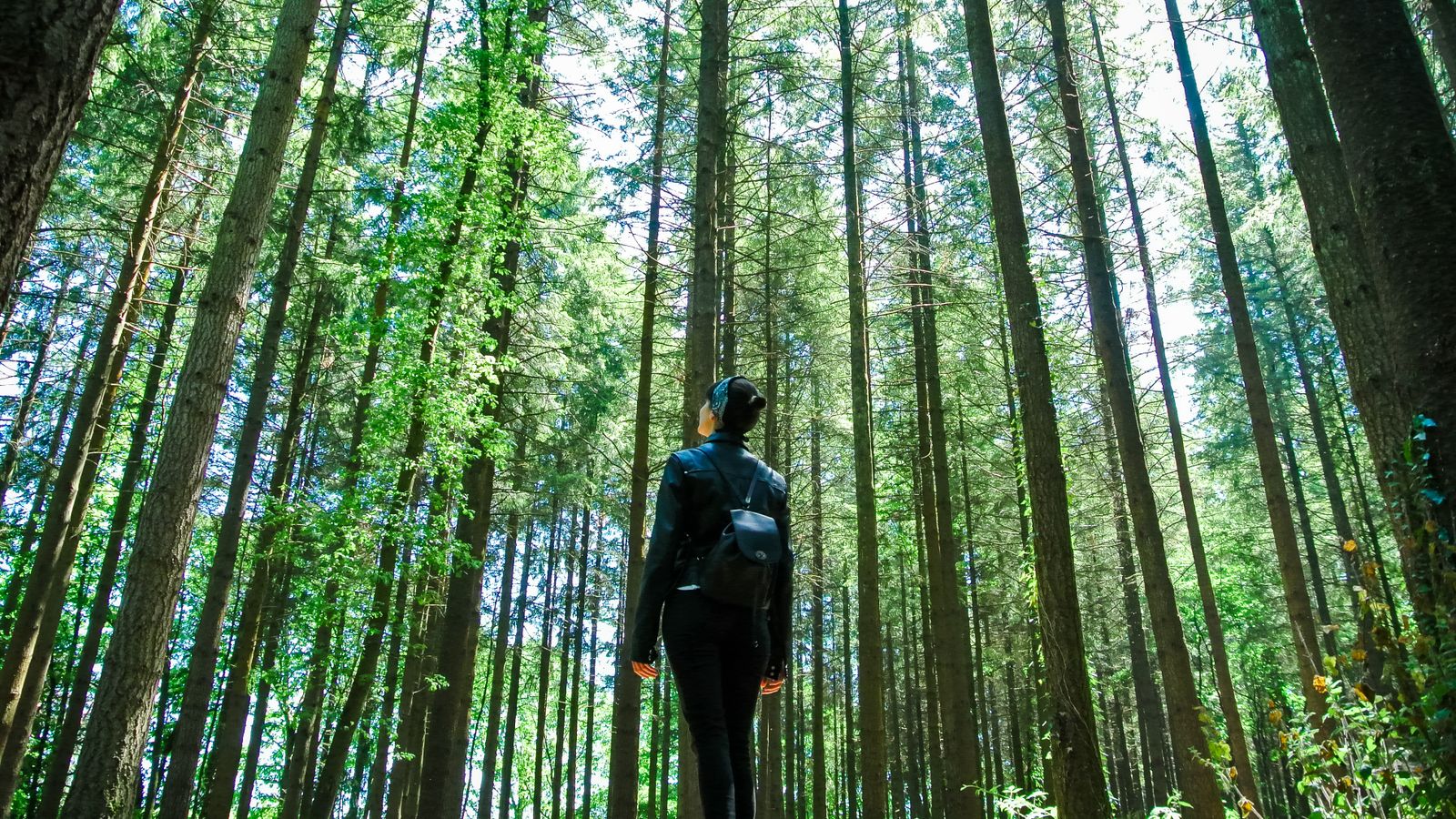 Forest Adventure Hike