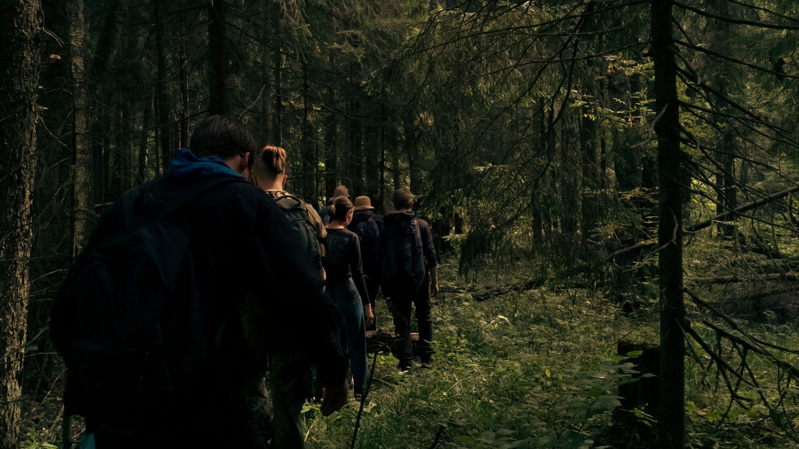 Forest Bathing Walk