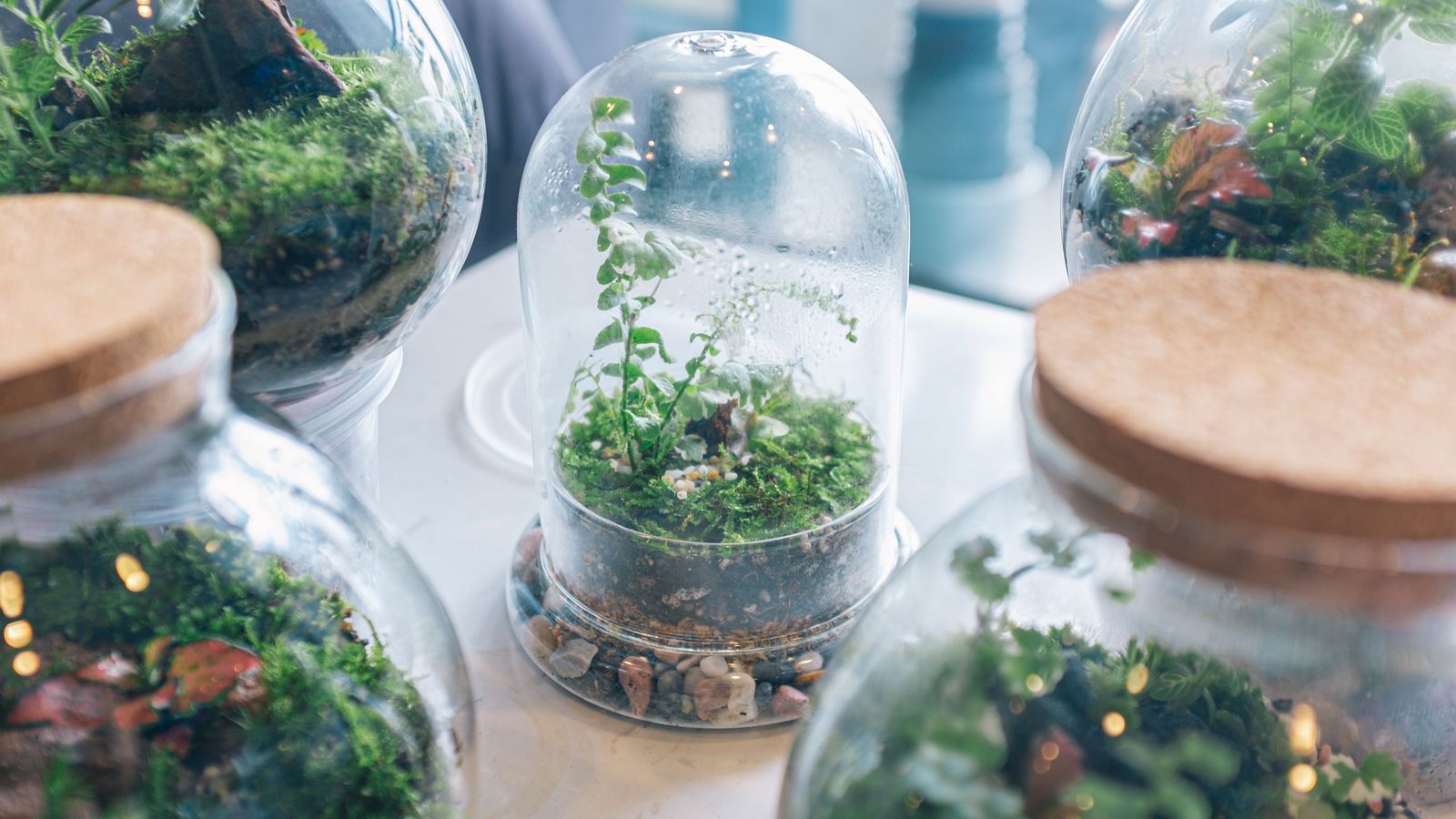 Terrarium Tales