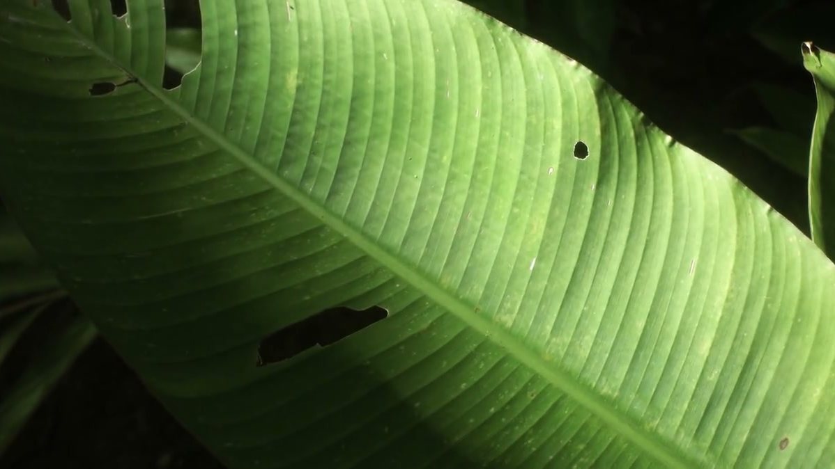 Plant-Forward Plates - Eating for Health & the Planet