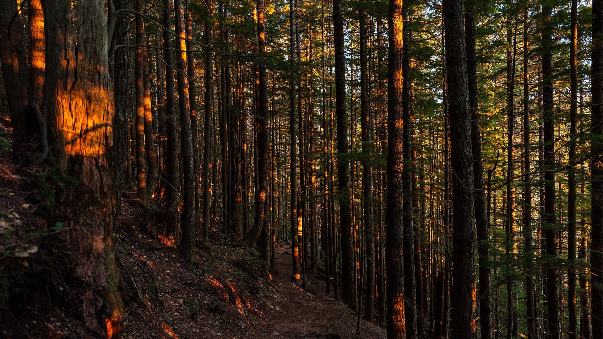 Thriving Through Change - Navigating Reorgs & Mergers