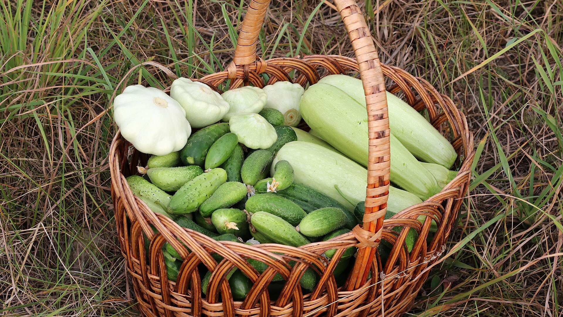 Back to Basics - The Five Pillars of Everyday Health